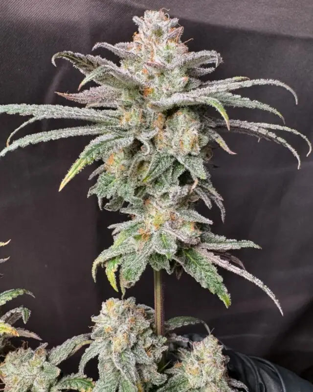 deep fried banana truffle