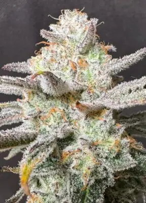 deep fried banana truffle