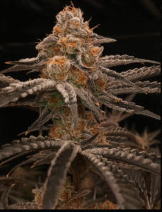 screen shot 2025 07 22 at 2.14.58 pm