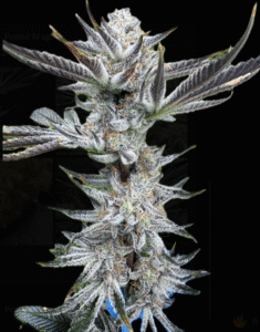 screen shot 2025 07 22 at 2.15.34 pm