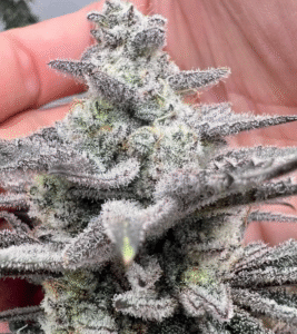 screen shot 2025 07 22 at 2.15.52 pm