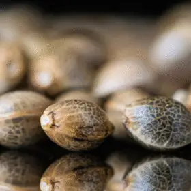 Seeds