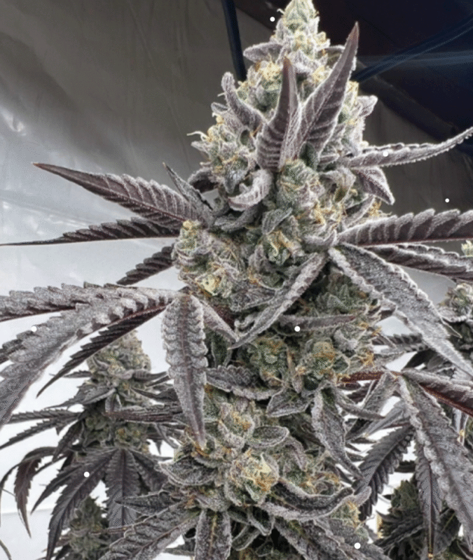 Screen Shot 2024-12-14 at 12.08.01 PM 1