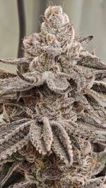 Octane Candy - Image 6