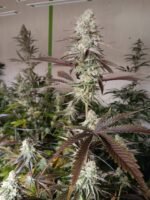 Aloha Breath - Image 8