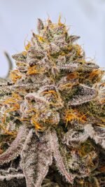 Octane Candy - Image 3