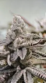 Octane Candy - Image 2