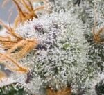 Aloha Breath - Image 3