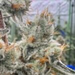 Aloha Breath - Image 4