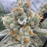 Aloha Breath - Image 5