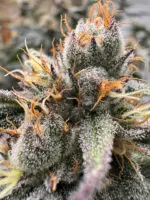 Aloha Breath - Image 2