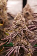 Space Fuel - Image 7