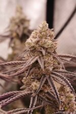 Space Fuel - Image 6