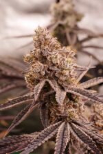 Space Fuel - Image 9