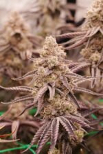 Space Fuel - Image 4