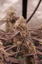 Space Fuel - Image 5