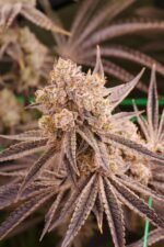 Space Fuel - Image 10