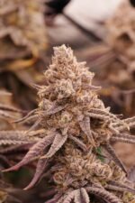 Space Fuel - Image 3