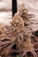 Space Fuel - Image 2