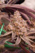 Space Fuel - Image 8