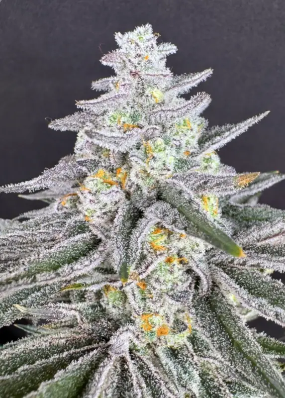 Screenshot 2026-02-14 at 2.14.47 PM