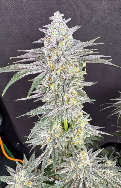 Screenshot 2026-02-14 at 2.15.10 PM