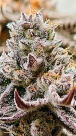 Octane Candy - Image 4