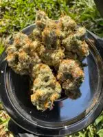 Aloha Breath - Image 6