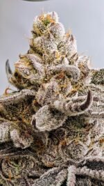 Octane Candy - Image 5