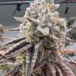 Octane Candy #16 (Cut) - Available Soon!