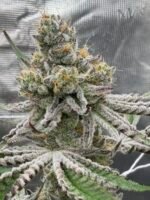 Sour Keyz (Cut) - Spark's Cut - Image 4
