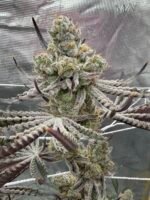 Sour Keyz (Cut) - Spark's Cut - Image 10