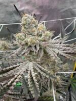 Sour Keyz (Cut) - Spark's Cut - Image 11