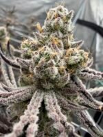 Sour Keyz (Cut) - Spark's Cut - Image 6