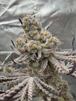 Sour Keyz (Cut) - Spark's Cut - Image 7