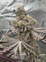 Sour Keyz (Cut) - Spark's Cut - Image 8