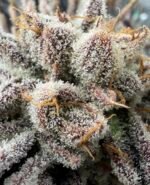 Sour Keyz (Cut) - Spark's Cut - Image 9