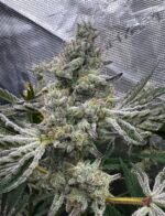 Sour Keyz (Cut) - Spark's Cut - Image 3