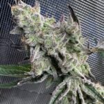 Sour Keyz (Cut) - Spark's Cut