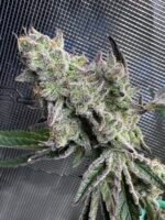 Sour Keyz (Cut) - Spark's Cut