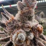 White Flamingo #10 (Cut) - Available Soon