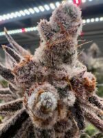 White Flamingo #10 (Cut) - Available Soon