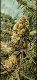 Aloha Breath - Johnny McPot Cut (AVAILABLE SOON!) - Image 6