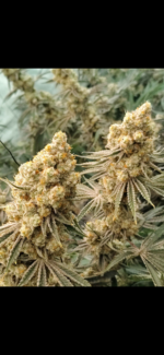 Aloha Breath - Johnny McPot Cut (AVAILABLE SOON!) - Image 3