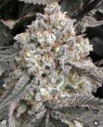 Violet Fog - MG cut (Khalifa Mintz x Grape Gasoline) - Image 2