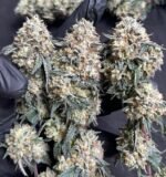 Violet Fog - MG cut (Khalifa Mintz x Grape Gasoline) - Image 3