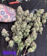 Violet Fog - MG cut (Khalifa Mintz x Grape Gasoline) - Image 4