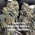 Violet Fog - MG cut (Khalifa Mintz x Grape Gasoline)