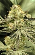 Aloha Breath - Johnny McPot Cut (AVAILABLE SOON!) - Image 2