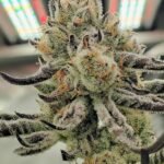 Aloha Breath - Johnny McPot Cut (AVAILABLE SOON!)